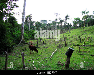 Der Amazonas Regenwald von Peru ist sehr artenreichen und seine seltene Tiere, Pflanzen und indigenen Kulturen bedroht sind. Stockfoto