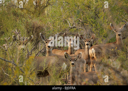 Maultier-Rotwild, (Odocoileus Hemionus), in den Bergen von Tucson im Tucson Mountain Park in der Sonora-Wüste, Tucson, Arizona, USA. Stockfoto