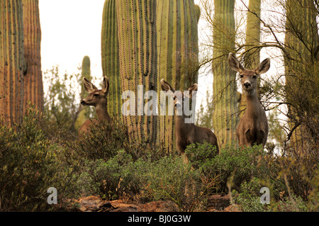 Maultier-Rotwild, (Odocoileus Hemionus), in den Bergen von Tucson im Tucson Mountain Park in der Sonora-Wüste, Tucson, Arizona, USA. Stockfoto