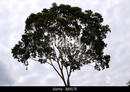 Der Amazonas Regenwald von Peru ist sehr artenreichen und seine seltene Tiere, Pflanzen und indigenen Kulturen bedroht sind. Stockfoto