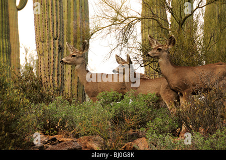 Maultier-Rotwild, (Odocoileus Hemionus), in den Bergen von Tucson im Tucson Mountain Park in der Sonora-Wüste, Tucson, Arizona, USA. Stockfoto