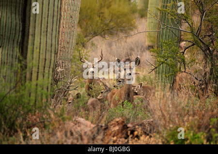 Maultier-Rotwild, (Odocoileus Hemionus), in den Bergen von Tucson im Tucson Mountain Park in der Sonora-Wüste, Tucson, Arizona, USA. Stockfoto