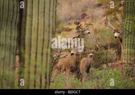 Maultier-Rotwild, (Odocoileus Hemionus), in den Bergen von Tucson im Tucson Mountain Park in der Sonora-Wüste, Tucson, Arizona, USA. Stockfoto