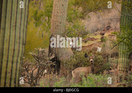 Maultier-Rotwild, (Odocoileus Hemionus), in den Bergen von Tucson im Tucson Mountain Park in der Sonora-Wüste, Tucson, Arizona, USA. Stockfoto