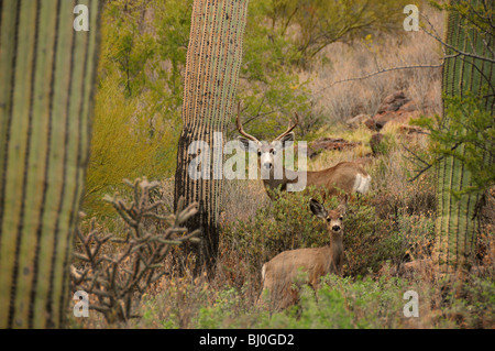 Maultier-Rotwild, (Odocoileus Hemionus), in den Bergen von Tucson im Tucson Mountain Park in der Sonora-Wüste, Tucson, Arizona, USA. Stockfoto