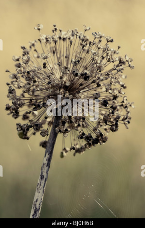 Allium Seedhead, Herbst Stockfoto