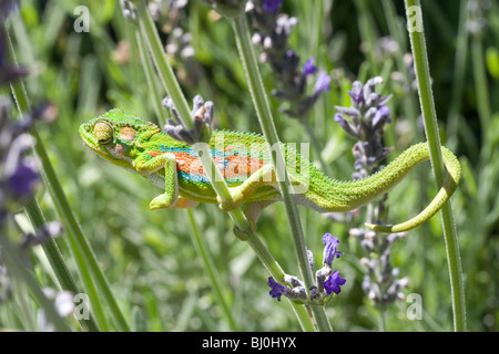 Cape Zwerg Chamäleon (Bradypodion Pumilum), Cape Town, Western Cape, Südafrika Stockfoto