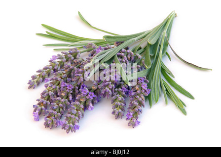 Lavendel Freigestellt - isoliert Lavendel 02 Stockfoto