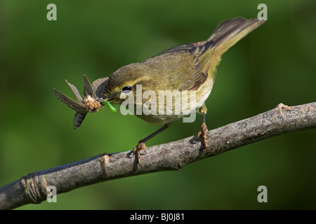 Zilpzalp Phylloscopus collybita Stockfoto