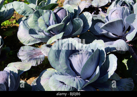 Rotkohl Feld - Rotkohl Feld 01 Stockfoto