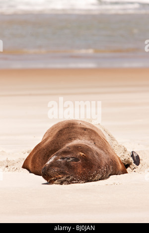 New Zealand männlichen Hooker Seelöwen (Phocarctos Hookeri) - Neuseeland Stockfoto