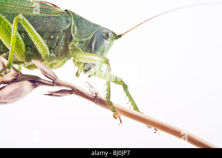 große grüne Bush Cricket (Tettigonia Viridissima) Stockfoto