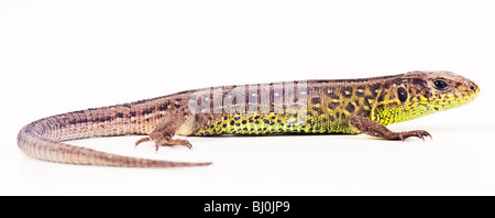 Zauneidechse (weiblich) (Lacerta Agilis) Stockfoto