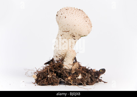Gemeinsamen Puffball (Lycoperdon Perlatum) Stockfoto