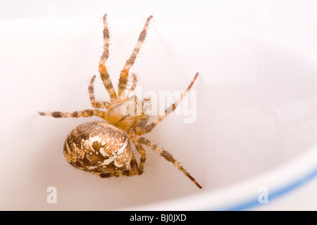 Gartenkreuzspinne (Araneus Diadematus) in einer Tasse Stockfoto