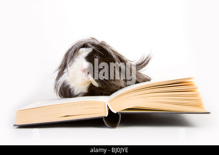 Meerschweinchen mit Büchern Stockfoto