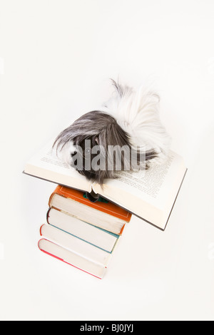 Meerschweinchen mit Büchern Stockfoto