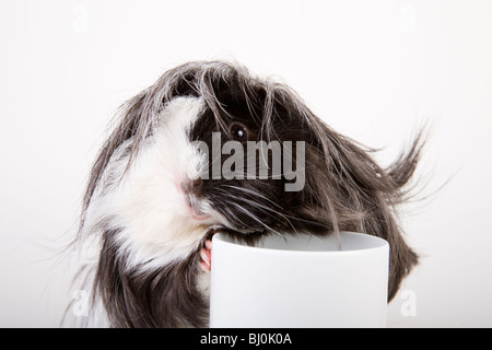 Meerschweinchen mit einer Tasse Stockfoto