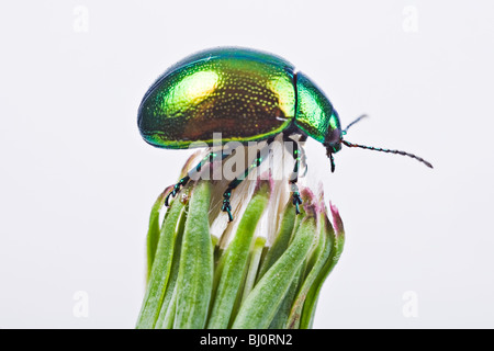 Minze Blatt Beatle (Chrysolina Herbacea) Stockfoto