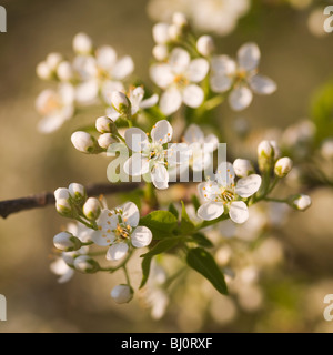 blühende Vogel Kirschbaum Stockfoto