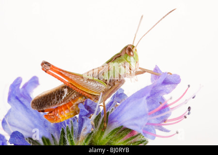 Streifen-geflügelte Heuschrecke (Stenobothrus Lineatus) Stockfoto