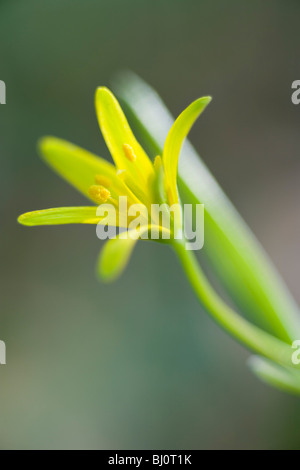 Gelbe Star-of-Bethlehem (Gagea Lutea) Stockfoto