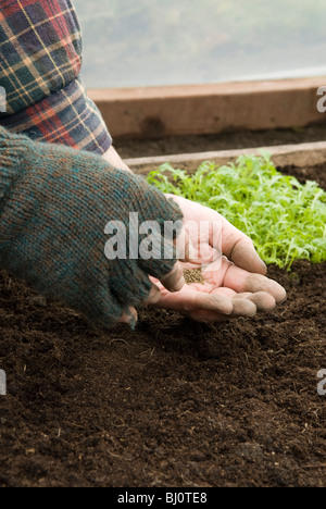 Sendung Aussaat von frühen Karottensamen im Hochbett eines Polytunnels (Mizuna-Anlage im Hintergrund) Stockfoto