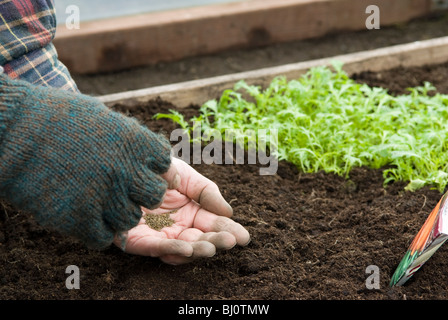 Sendung Aussaat von frühen Karottensamen im Hochbett eines Polytunnels (Mizuna-Anlage im Hintergrund) Stockfoto