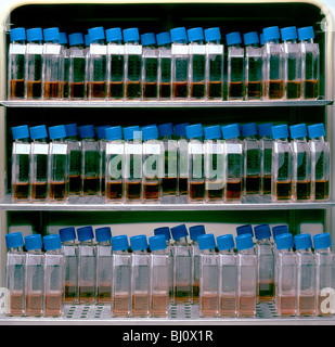 Menschliche Zelle Speicher im Inkubator an biomedizinische Forschungseinrichtung Stockfoto