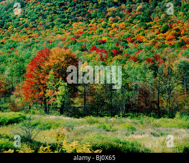 Autumn view of birch and hardwood tree foliage along Rt. 6 between Marvindale & Smethport, Pennsylvania, USA Stockfoto