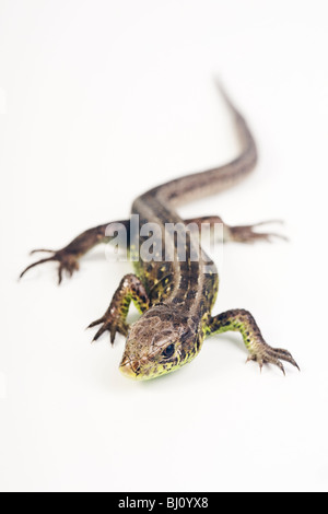 Zauneidechse (weiblich) (Lacerta Agilis) Stockfoto