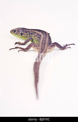 Zauneidechse (weiblich) (Lacerta Agilis) Stockfoto