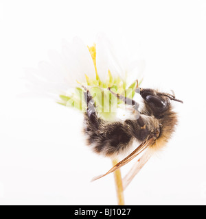 Mining Bee bodenbewohnende Biene (Andrena) Stockfoto