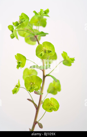 Sun-Wolfsmilch (Euphorbia Helioscopia) Stockfoto