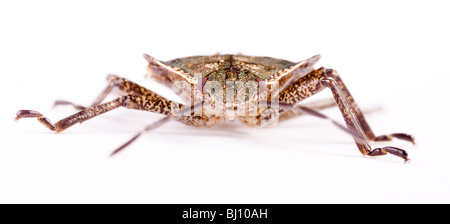 Larve eines Wald-Fehlers (Pentatoma Art) Stockfoto