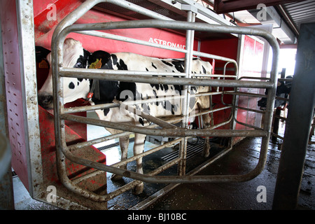 Kuh stehend in einer automatischen Melken Einrichtung, Santanyi, Spanien Stockfoto