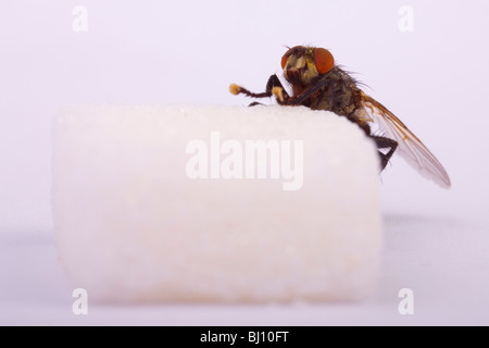 marmoriertes grau Fleisch Fly (Sarcophaga Carnaria) auf ein Stück Würfelzucker Stockfoto