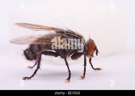 marmoriertes grau Fleisch Fly (Sarcophaga Carnaria) Stockfoto