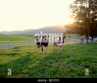 Holstein Milchkühe auf dem einsamen Ort Hof, in der Nähe von Bellefonte, zentralen Pennsylvania, USA Stockfoto