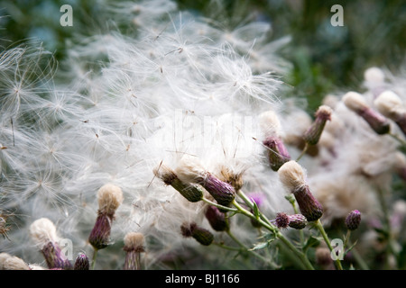 Blowballs in Nahaufnahme Stockfoto