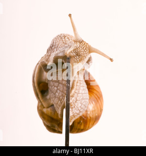 Helix Pomatia Linnaeus mit Schere Stockfoto