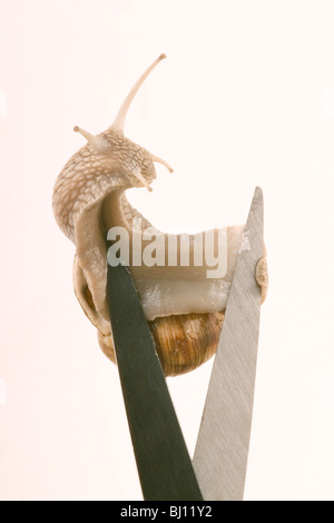 Helix Pomatia Linnaeus mit Schere Stockfoto