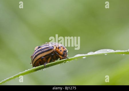 Kartoffelkäfer (Leptinotarsa Decemlineata) Stockfoto