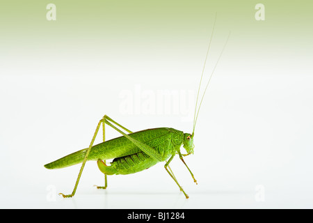 Sichel-Bearing Bush-Cricket (Phaneroptera Falcata) Stockfoto