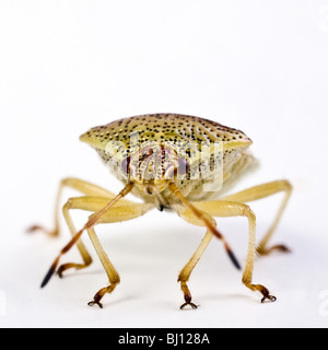 Eltern-Fehler (Elasmucha Grisea) Stockfoto