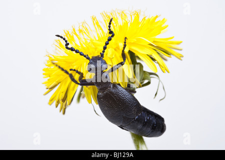 Öl-Käfer (Meloe proscarabaeus) Stockfoto