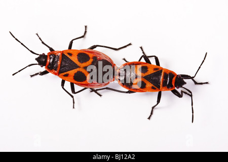 Feuer-Fehler (Pyrrhocoris Apterus) Stockfoto