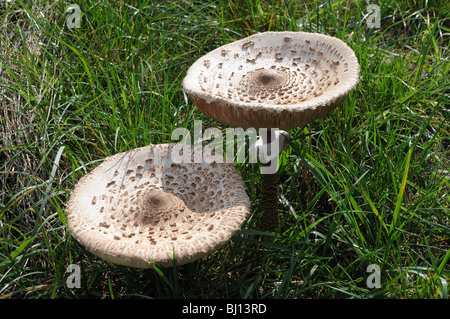 Der Sonnenschirm Pilze Macrolepiota Procera in Polen Stockfoto