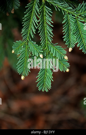 Winzigen Blüten des Sierra Redwood Big Tree, Sequoiadendron Giganteum, Cupressaceae, Kalifornien, USA, Nordamerika. Stockfoto