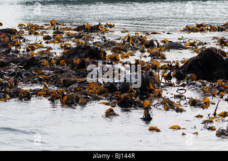 Seetang bei Ebbe Stockfoto